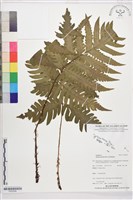 登錄號:P022599藏品圖，第1張