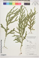 登錄號:P022601藏品圖，第1張