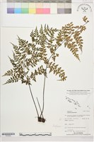 登錄號:P022602藏品圖，第1張