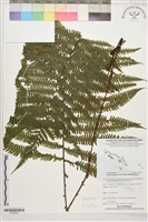 登錄號:P022603藏品圖，第1張