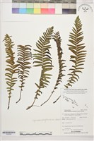 登錄號:P022605藏品圖，第1張