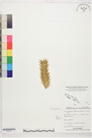 登錄號:P022607藏品圖，第1張