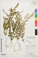 登錄號:P022608藏品圖，第1張