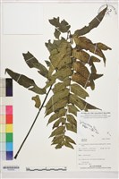 登錄號:P022609藏品圖，第1張