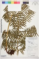 登錄號:P022614藏品圖，第1張