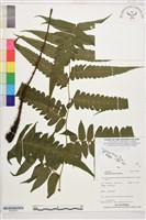 廣葉鋸齒雙蓋蕨藏品圖，第1張