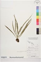 登錄號:P022617藏品圖，第1張