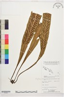 登錄號:P022620藏品圖，第1張