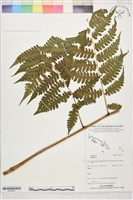 登錄號:P022621藏品圖，第1張