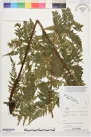 登錄號:P022622藏品圖，第1張