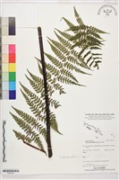 登錄號:P022623藏品圖，第1張