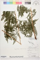 登錄號:P022626藏品圖，第1張