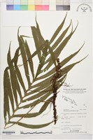 登錄號:P022628藏品圖，第1張