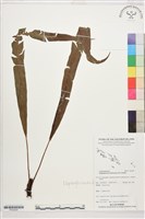 登錄號:P022629藏品圖，第1張