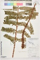 登錄號:P022630藏品圖，第1張