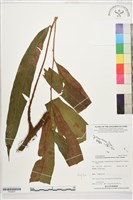 登錄號:P022631藏品圖，第1張