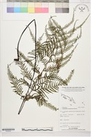 登錄號:P022632藏品圖，第1張