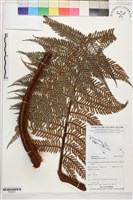 登錄號:P022633藏品圖，第1張