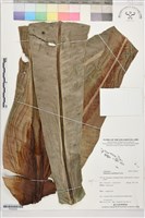 登錄號:P022634藏品圖，第1張