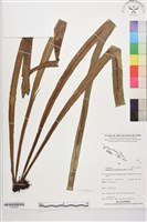 登錄號:P022635藏品圖，第1張