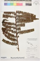 登錄號:P022636藏品圖，第1張