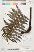 登錄號:P022637藏品圖，第1張