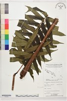 登錄號:P022640藏品圖，第1張