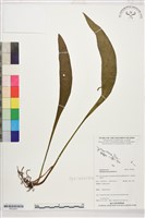 帶狀瓶爾小草藏品圖，第1張