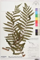 登錄號:P022642藏品圖，第1張