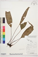 登錄號:P022643藏品圖，第1張