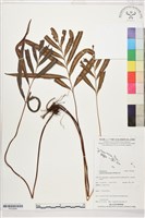 竹葉蕨藏品圖，第1張