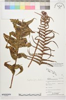 登錄號:P022646藏品圖，第1張