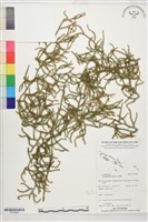 過山龍藏品圖，第1張