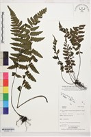 登錄號:P022649藏品圖，第1張