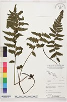 登錄號:P022649藏品圖，第2張