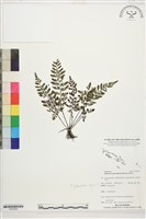 登錄號:P022650藏品圖，第1張