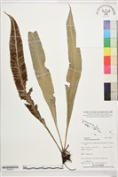 登錄號:P022651藏品圖，第1張