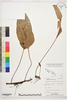 登錄號:P022652藏品圖，第1張