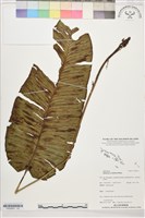 登錄號:P022653藏品圖，第1張