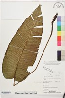 登錄號:P022653藏品圖，第2張