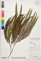 登錄號:P022655藏品圖，第1張