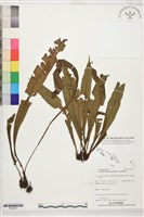 登錄號:P022657藏品圖，第1張