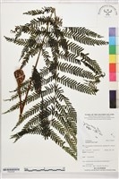 登錄號:P022658藏品圖，第1張