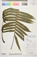 登錄號:P022659藏品圖，第1張