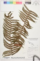 登錄號:P022663藏品圖，第1張