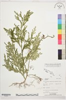 登錄號:P022664藏品圖，第1張