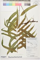 棱脈蕨藏品圖，第1張