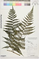 登錄號:P022666藏品圖，第1張