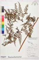 登錄號:P022667藏品圖，第1張