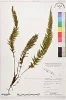 登錄號:P022668藏品圖，第1張